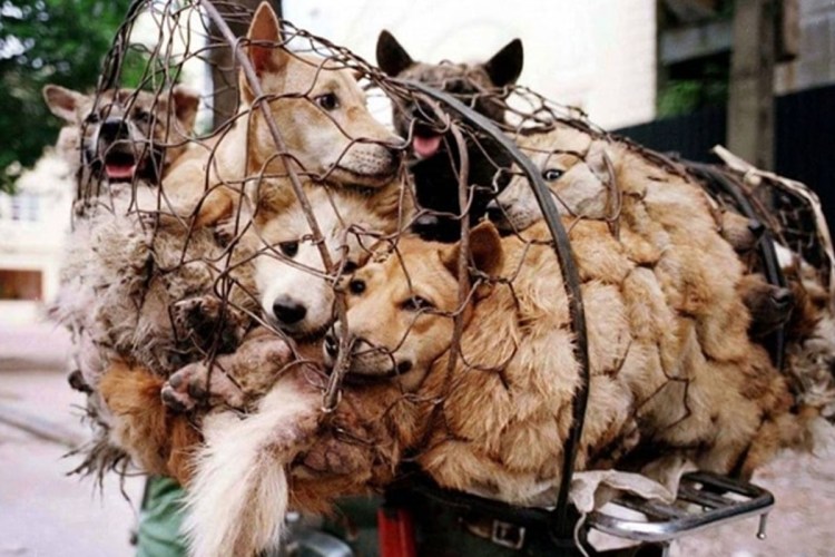 Золотистый ретривер собака терапевт