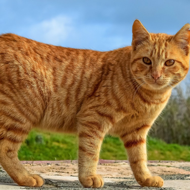 Турецкая Анатолийская кошка