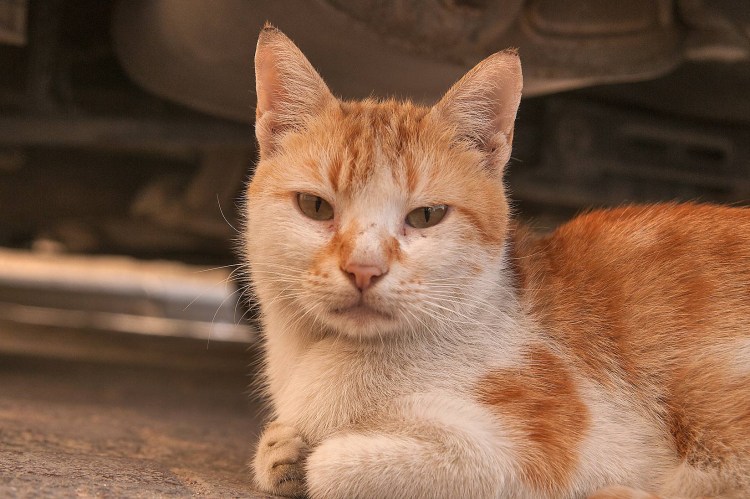 Анатолийская кошка рыжая