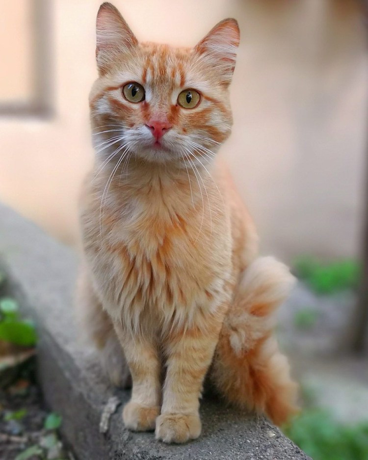 Анатолийская короткошерстная кошка рыжая