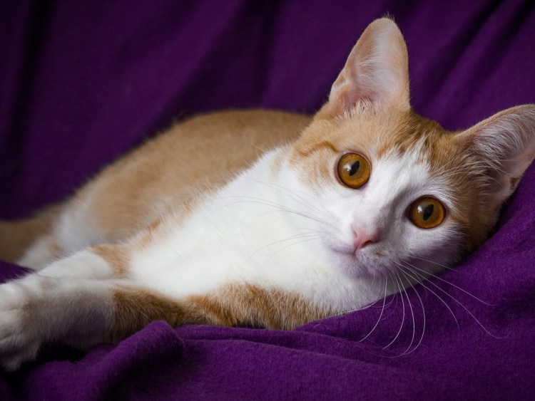 Турецкий Ван порода рыжий