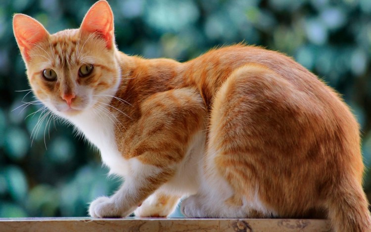 Турецкая Анатолийская кошка рыжая