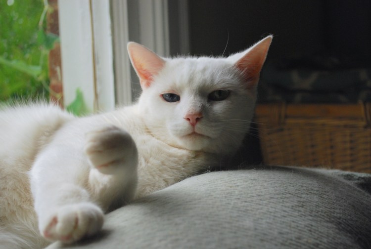 Европейская короткошерстная табби рыжий