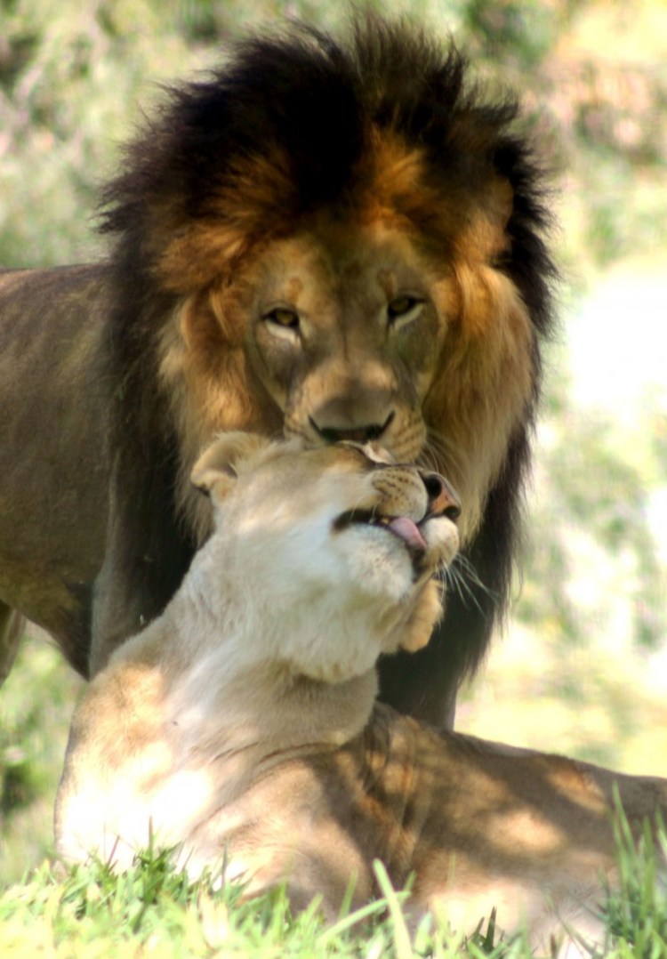 Лев и львица