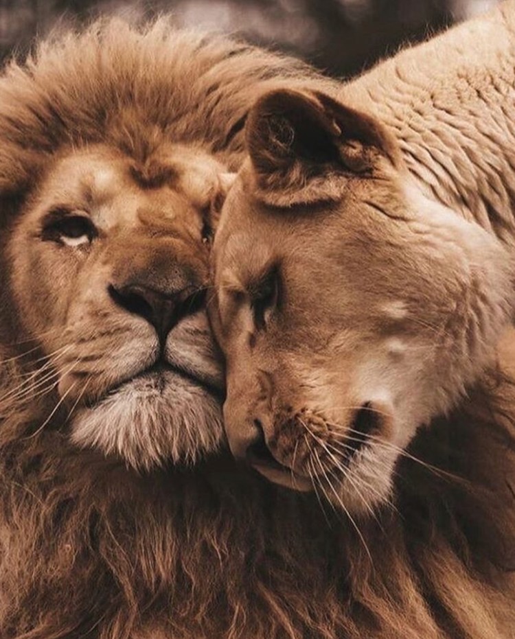 Влюбленные животные