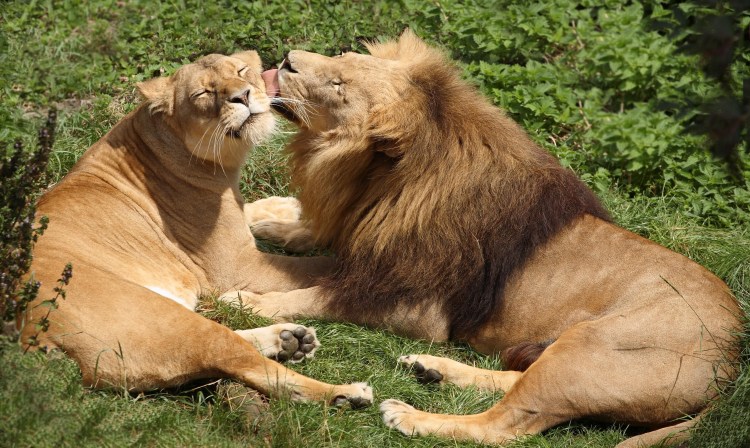 Леви львица