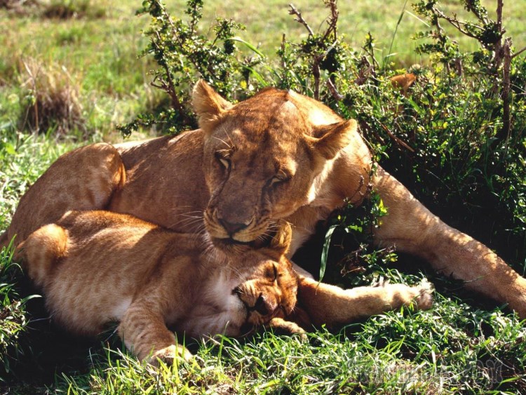 Любовь животных