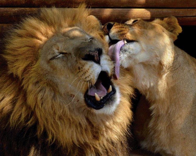 Влюбленные животные