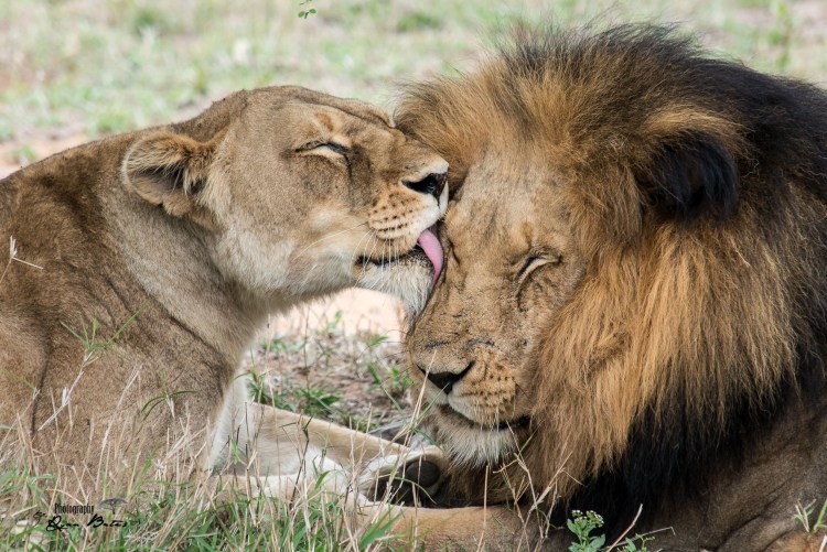 Нежность животных