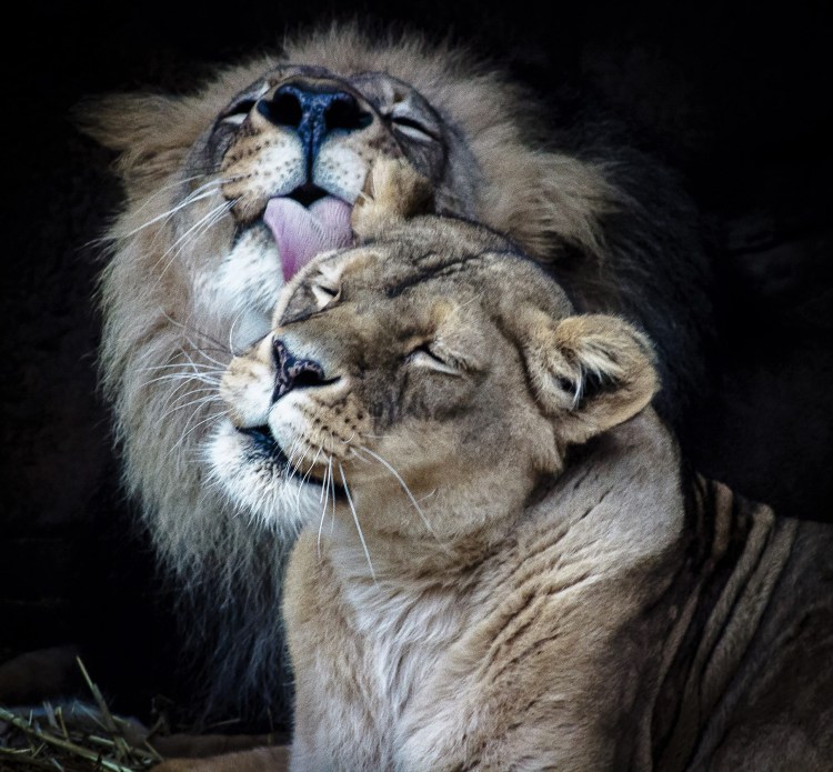 Львица целует Льва