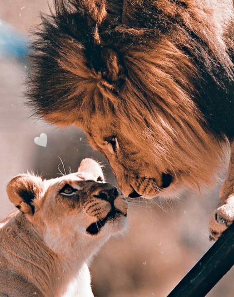 Львы обнимаются