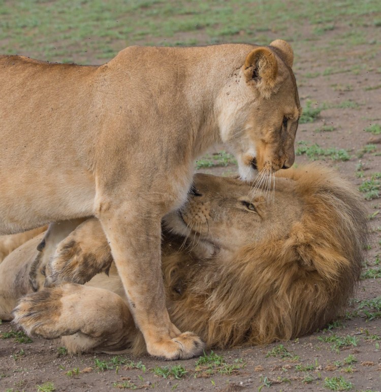 Львы любовь