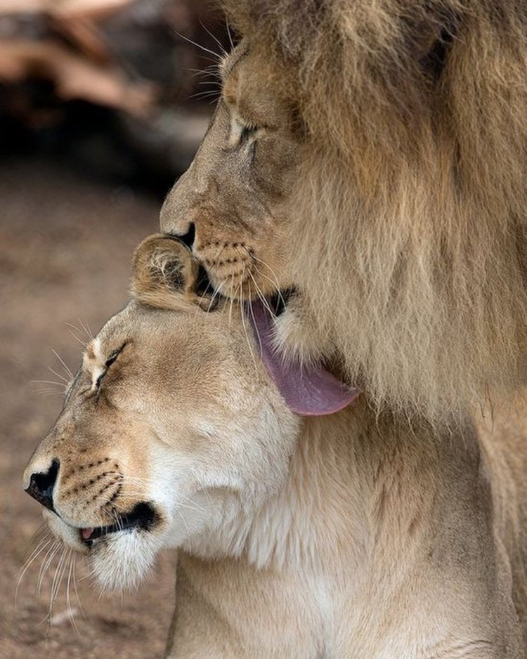 Лев и львица