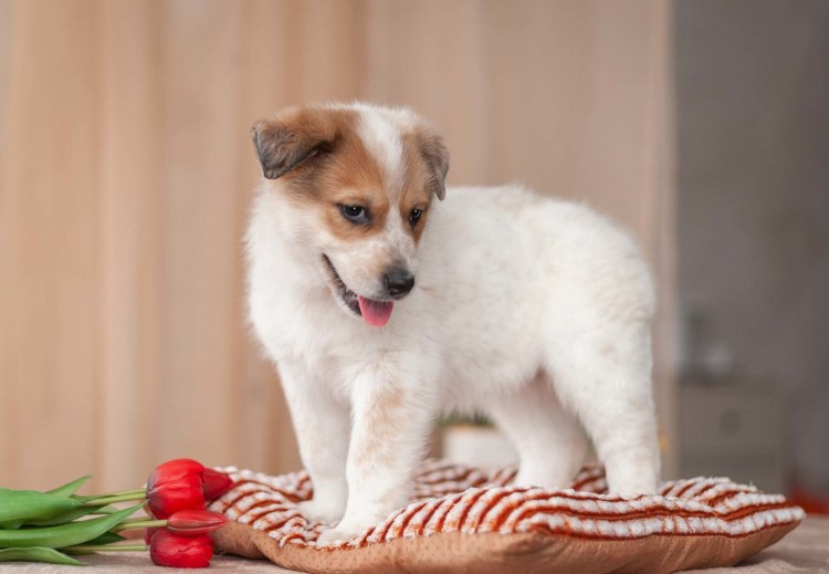 Метис Джек Рассела и папильона