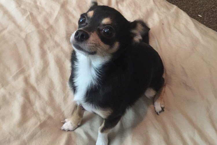 Метис МОПСА И Джек Рассела