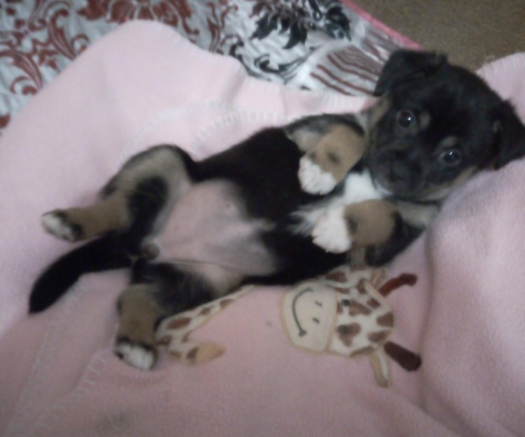 Метис Рассел чихуа