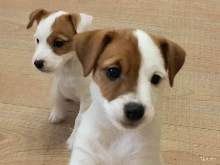 Джек Рассел терьер и дворняга смесь