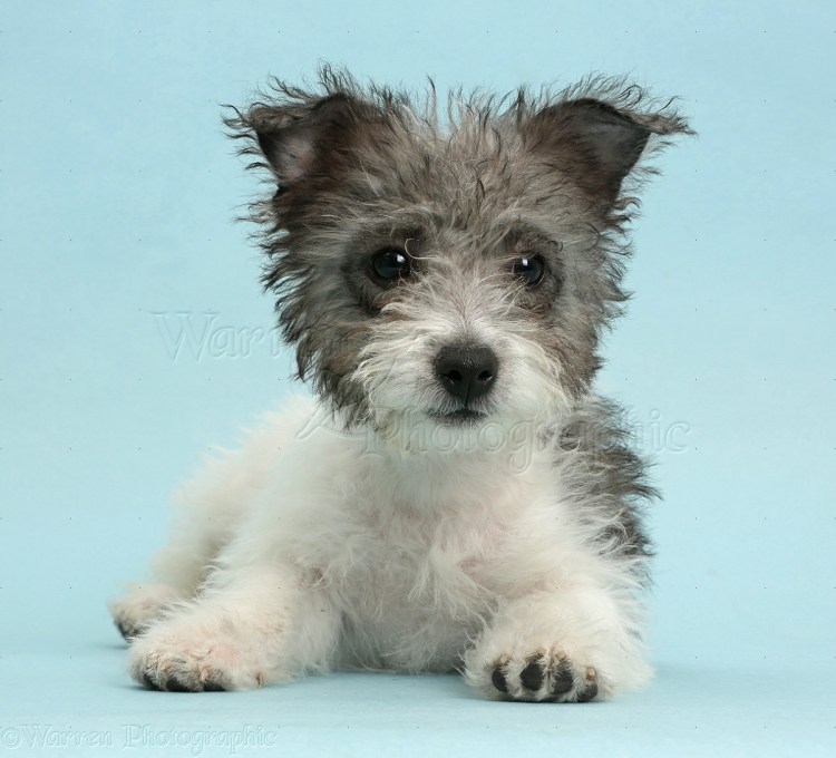 Помесь корги и Джек Рассел