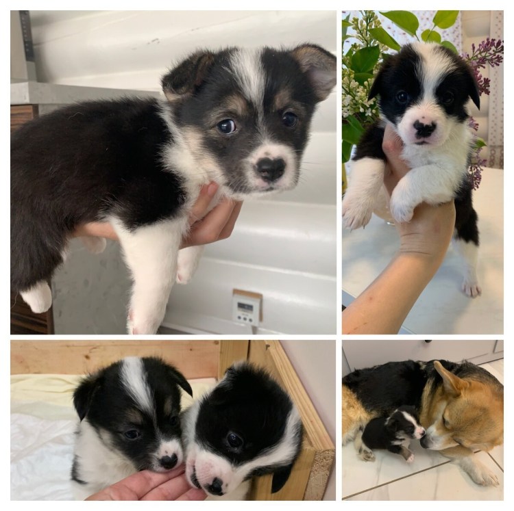 Смесь Джек Рассела