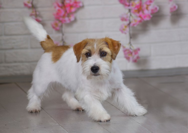 Шпиц Рассел помесь