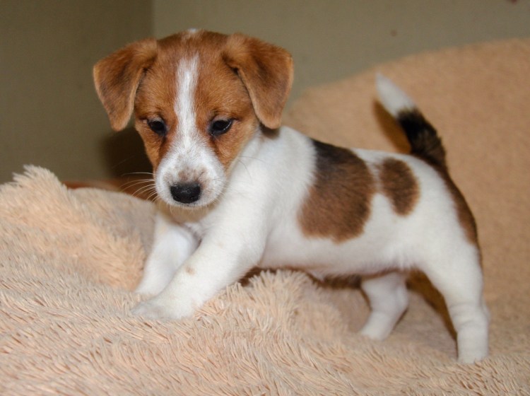 Метис Джек Рассела и чихуахуа