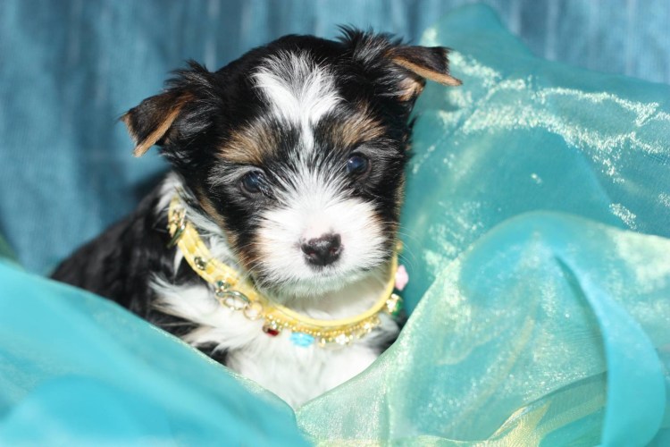 Джек Рассел терьер и чихуахуа помесь