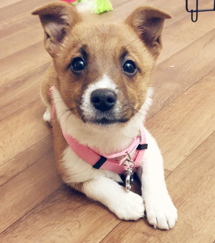 Метис корги и Йорка