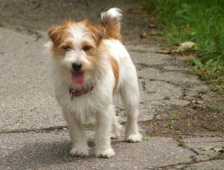 Молодые собаки