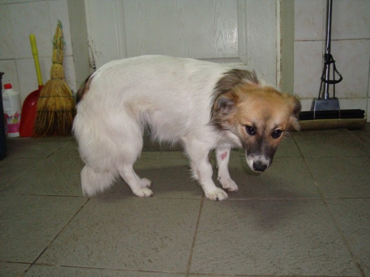 Метис вельш корги и шпица