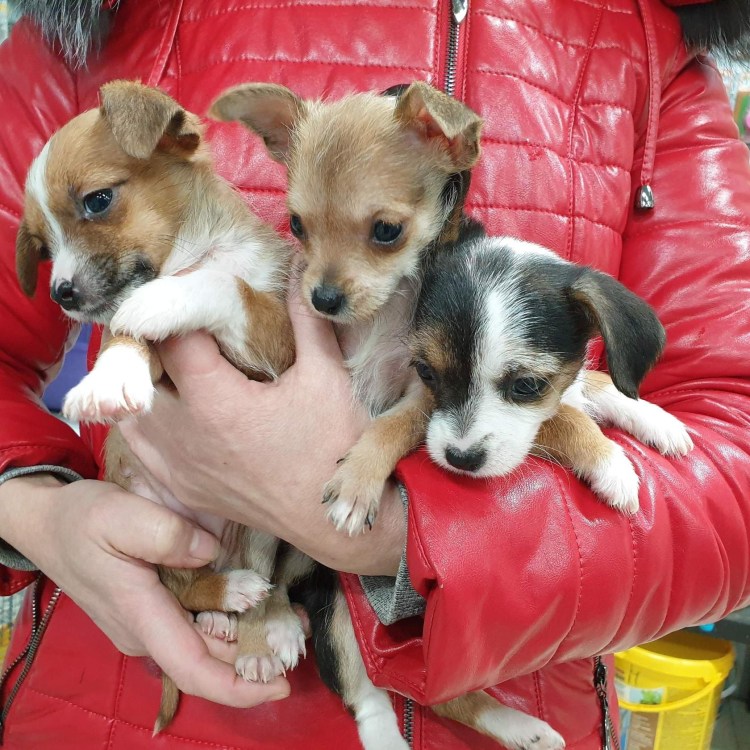 Щенки метисы Джек Рассела