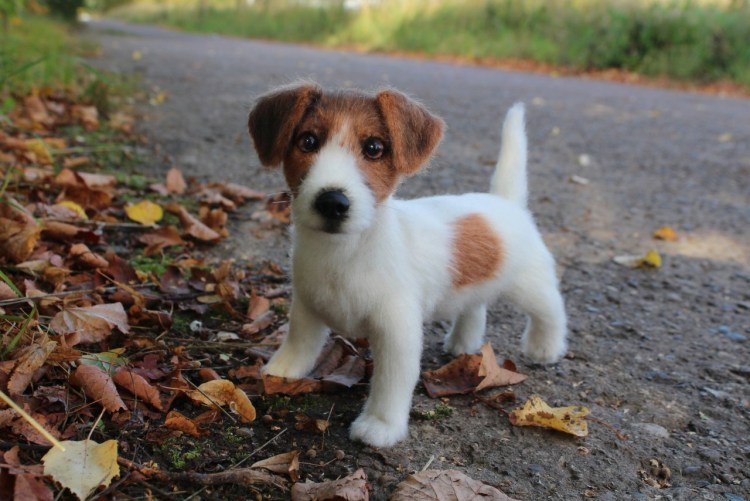 Смесь корги и Джек Рассела