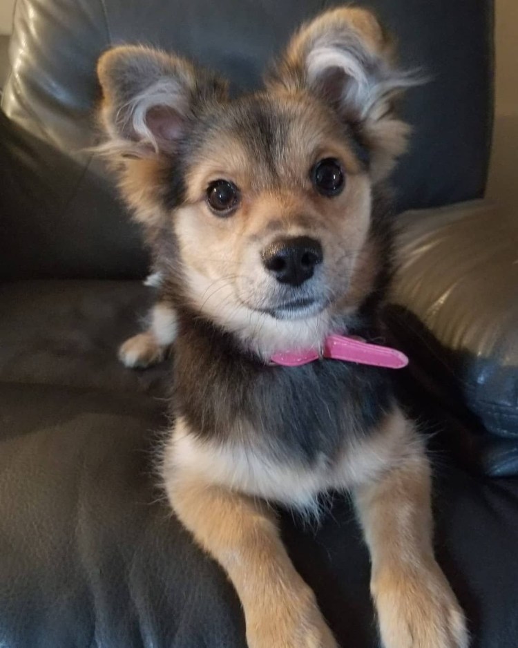 Метис Рассел терьера