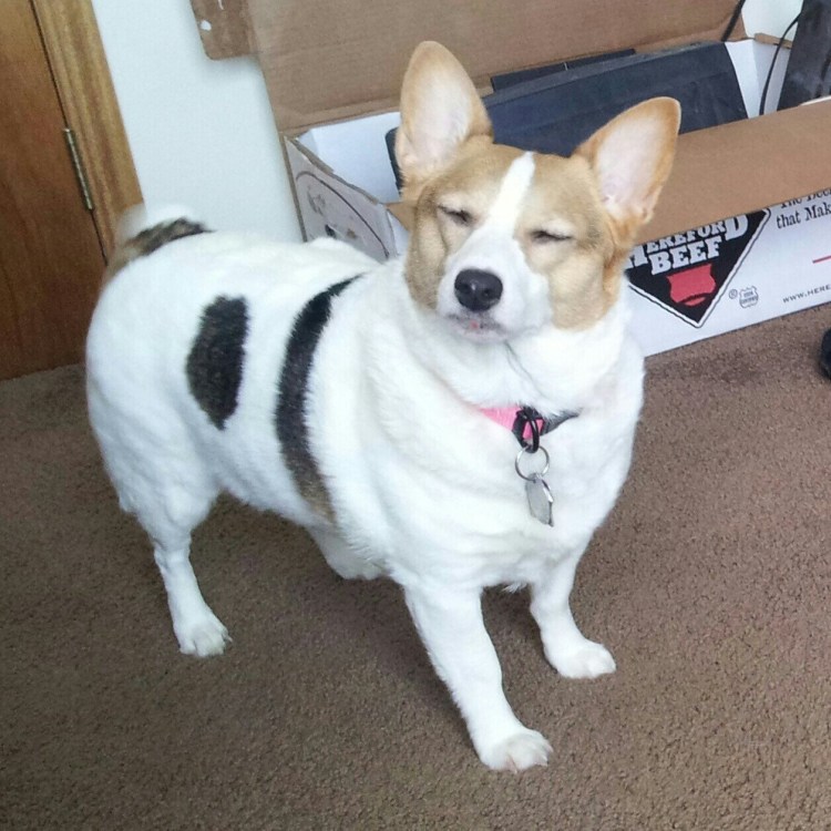 Метис Джек Рассела