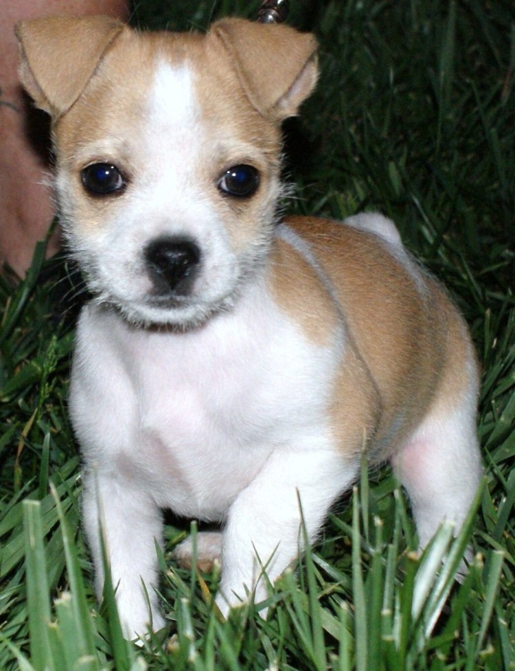 Смесь Джек Рассела и Болонки