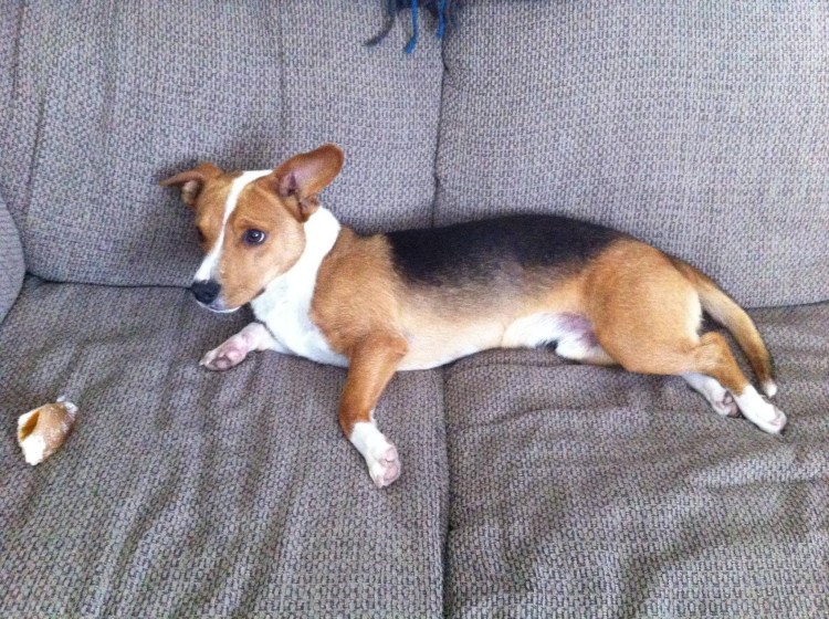 Корги и Джек Рассел