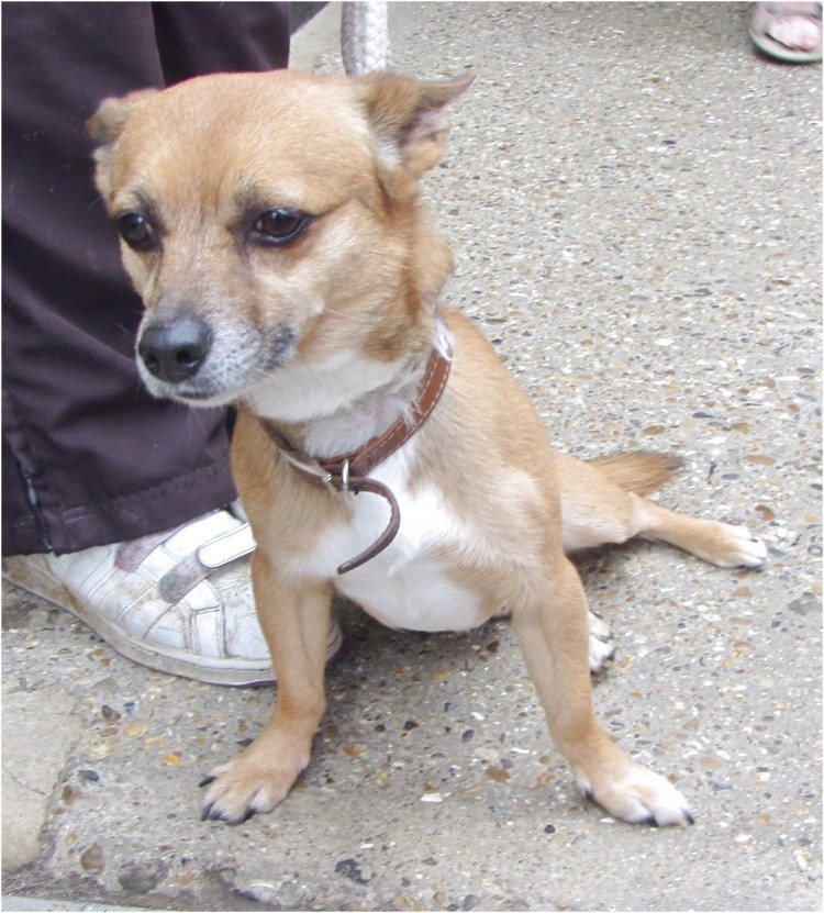 Смесь Джек Рассела и шпица