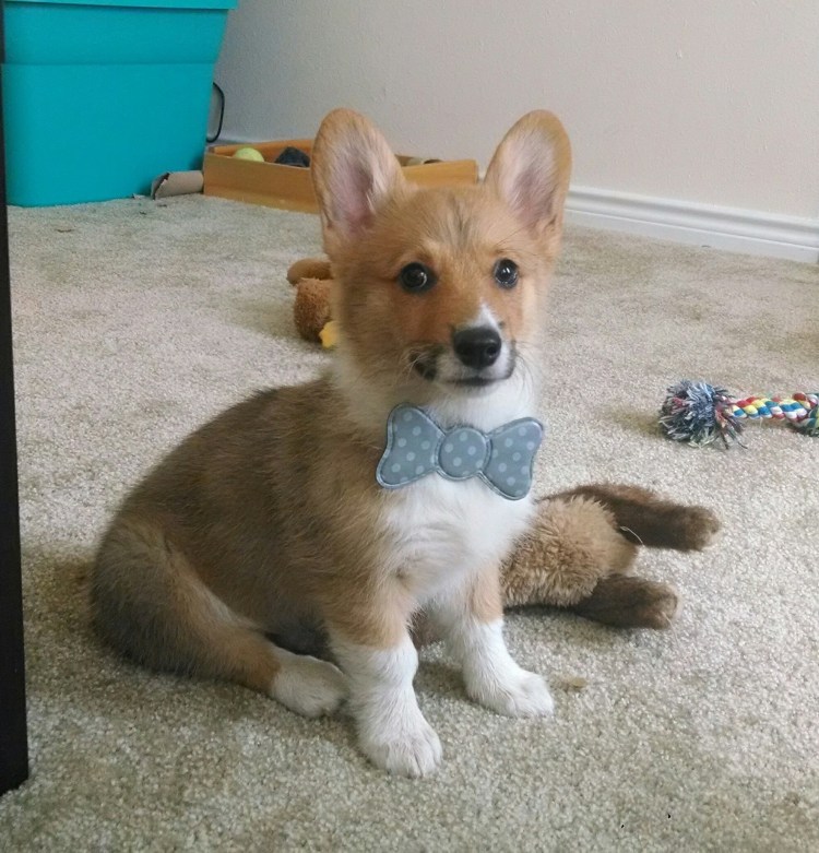 Джек Рассел