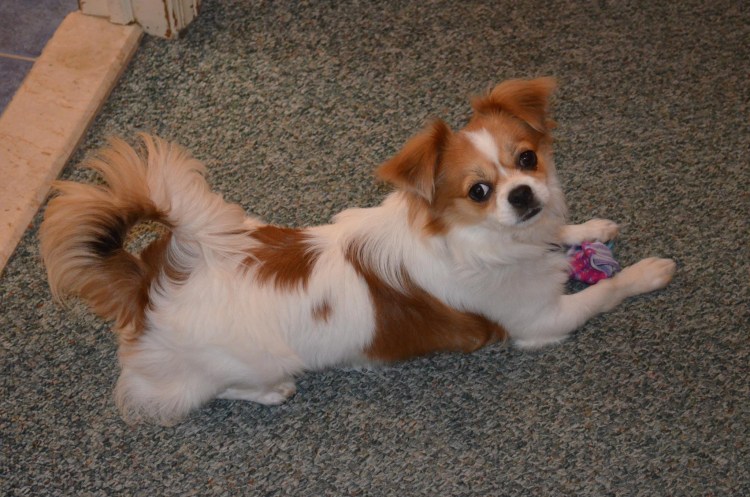 Метис чихуахуа Джек