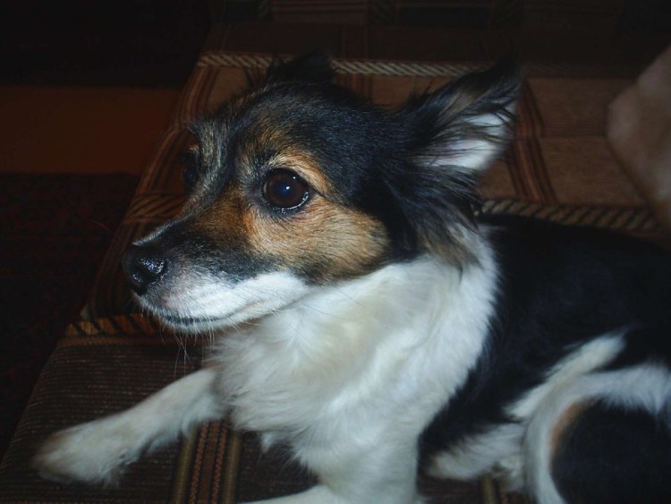 Смесь пекинеса и йоркширского терьера