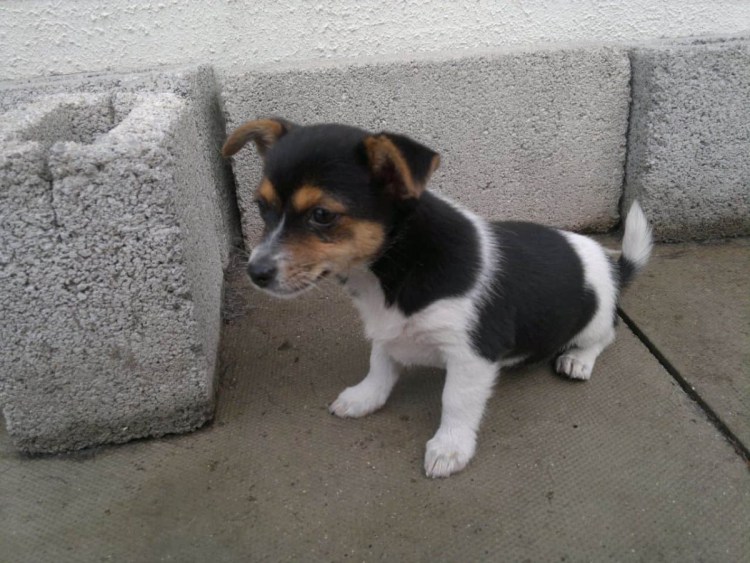 Папийон и чихуахуа метис