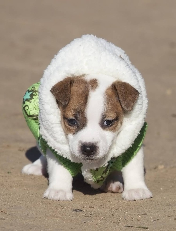Папильон метис