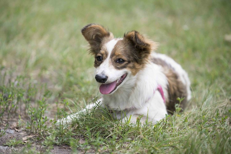 Бивер-Йоркширский терьер Джек