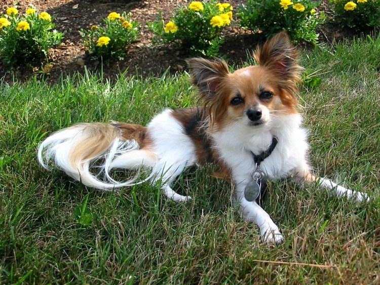 Метис чихуахуа Джек