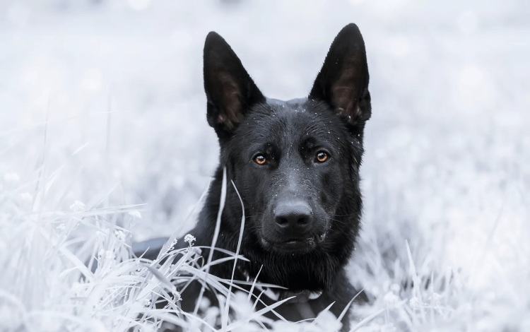 Адские гончие сверхъестественное