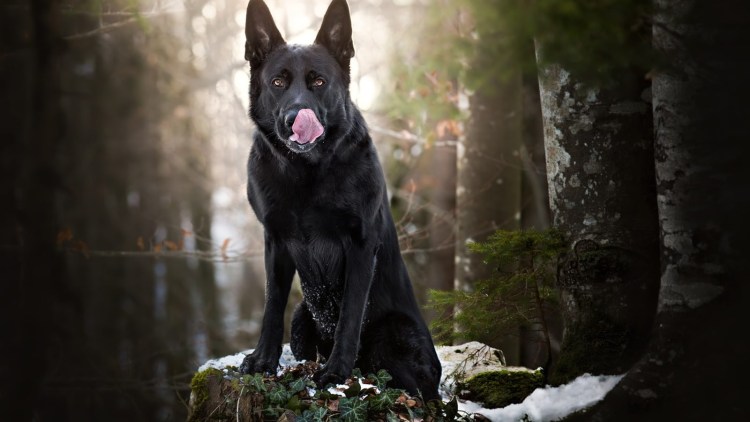 Немецкая овчарка волкодав