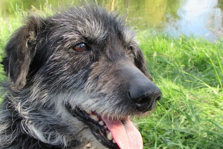 Злой кинолог