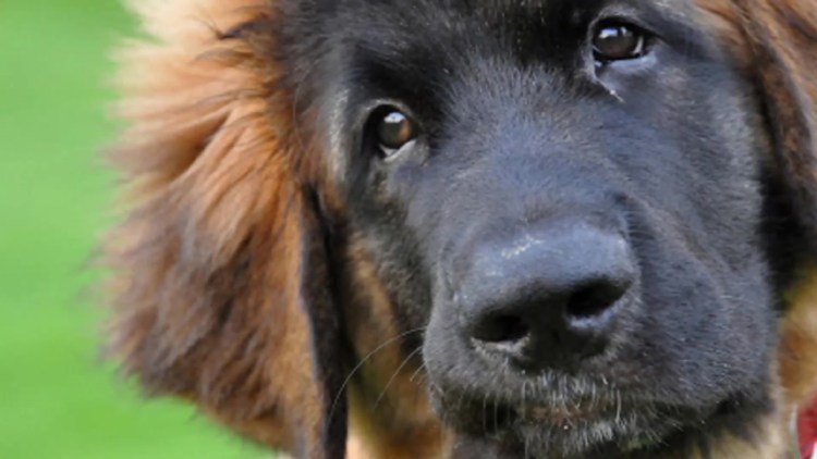 Собака бежит по снегу