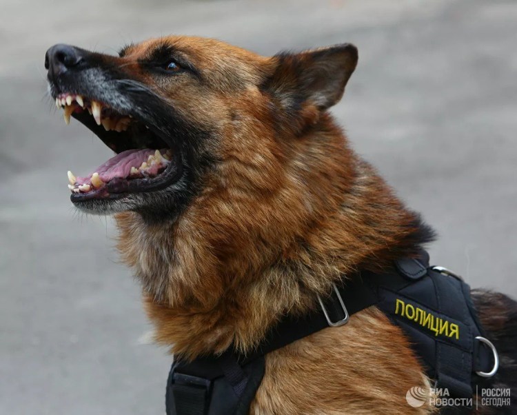 Восточноевропейская овчарка 8 месяцев