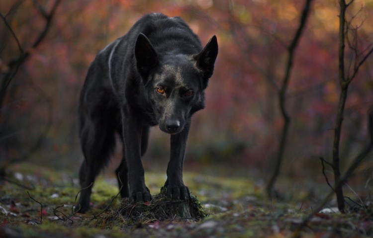 Порода Леонбергер