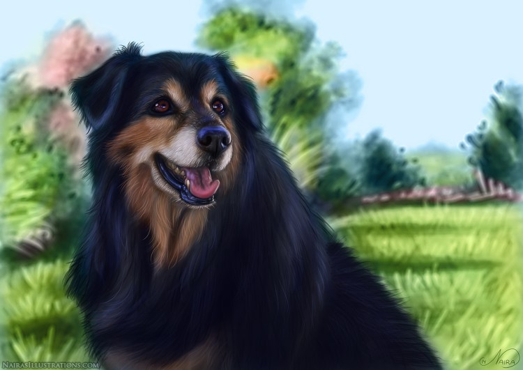 Порода собак Леонбергер